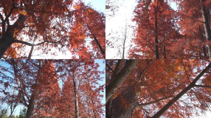 水杉、红色水杉树