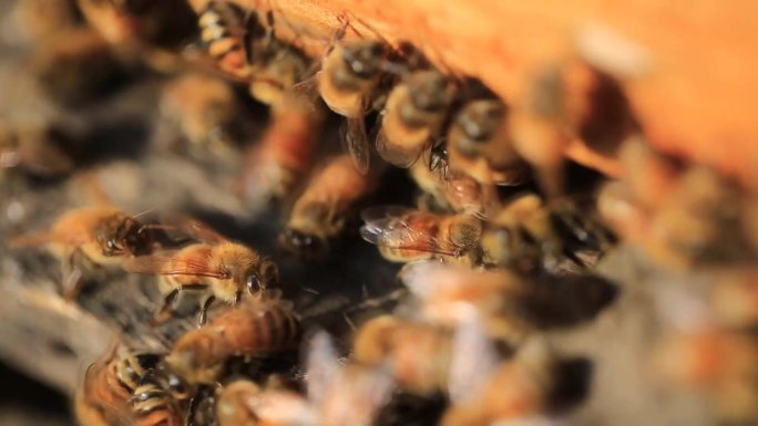 蜜蜂蜂蜜养蜂取蜜