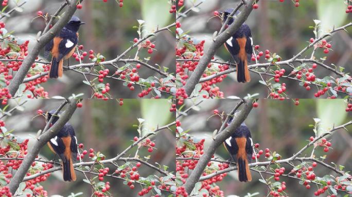 小鸟北红尾鸲红果子