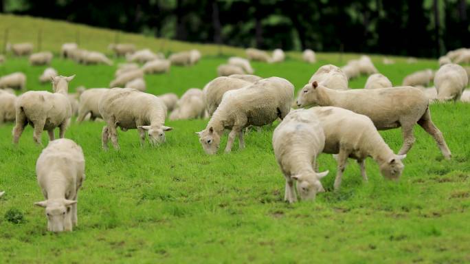 4K航拍新西兰牧场白羊