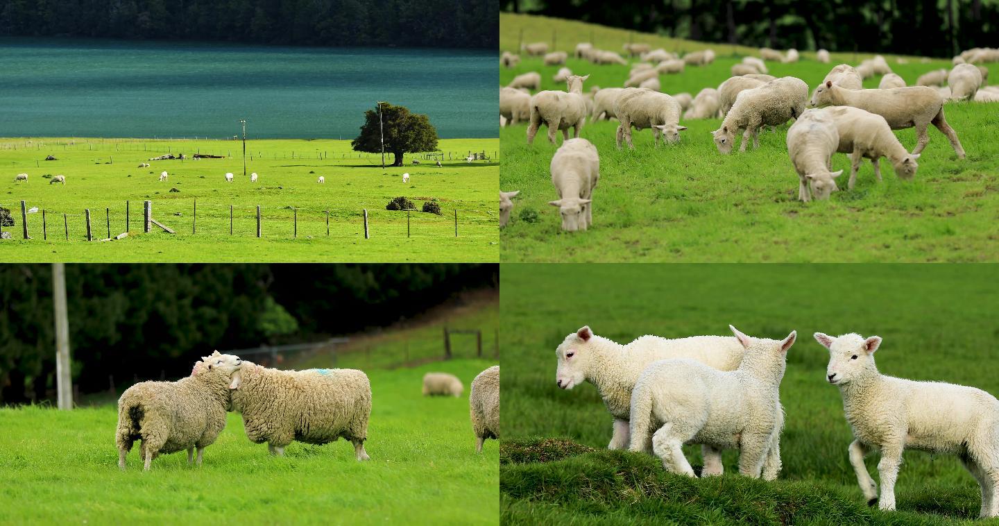4K航拍新西兰牧场白羊