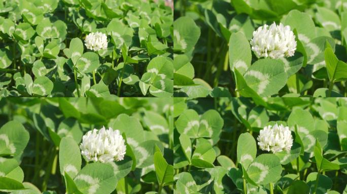 白花苜蓿、白车轴草