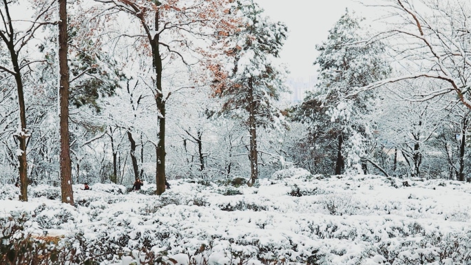 冬季城市雪景区雪景