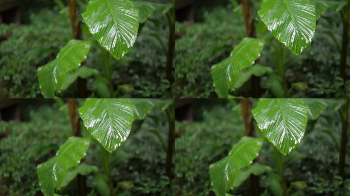 雨天