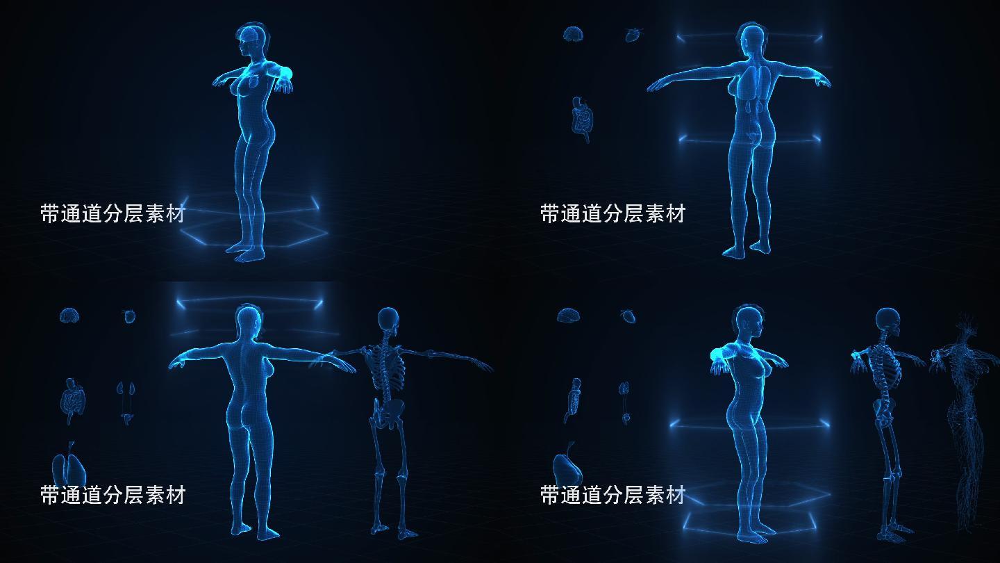 数字人体解剖app下载手机版2024最新免费安装(暂未上线)