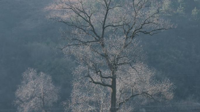 4k视频，冬季早晨干枯的树干和发亮的树梢
