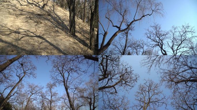 【4k超清】冬天树木空境