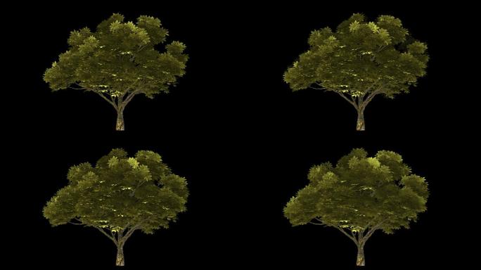 4K绿树大树动态循环通道