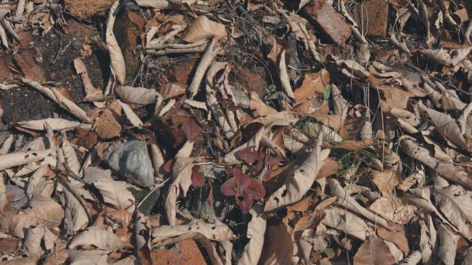 4k视频，冬季地上的枯叶和碎砖