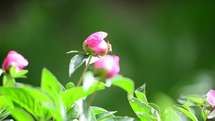 含苞待放月季花开繁荣昌盛国家