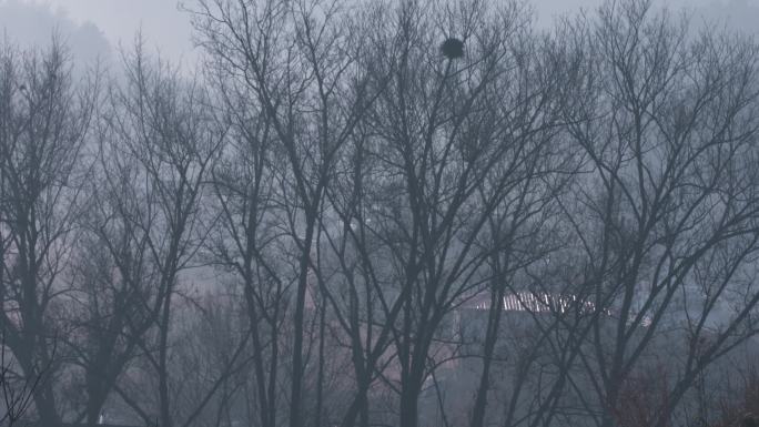 4k视频，冬季枯树上的鸟巢