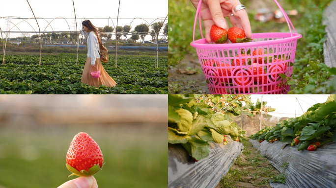 草莓园采摘草莓视频素材