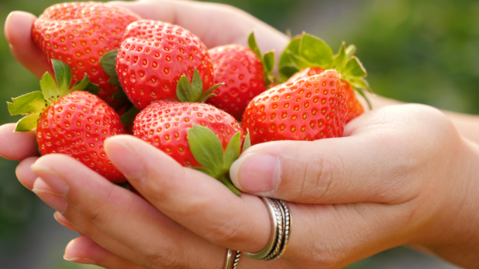 草莓园采摘草莓视频素材