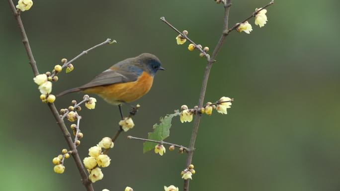 鸟儿腊梅花视频素材