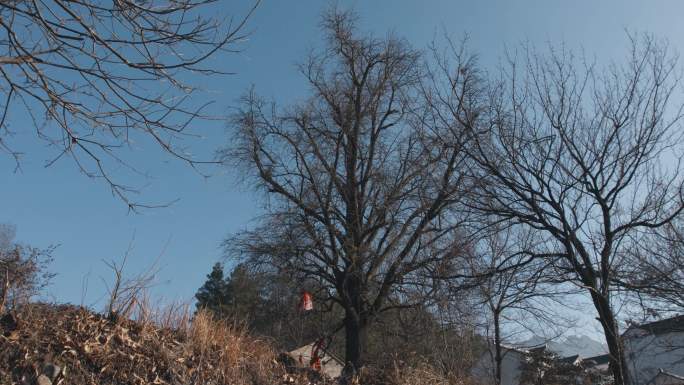 4k视频，冬季早晨山坡上完全没有树叶的树