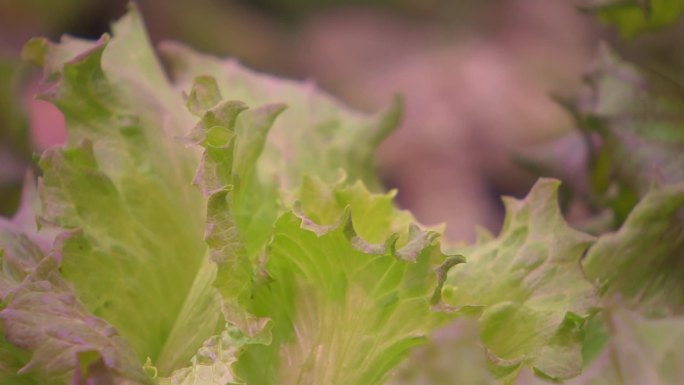 植物生长灯温室蔬菜03