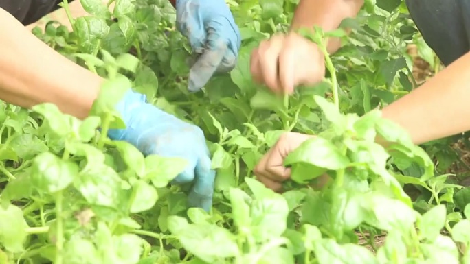 蔬菜水果大棚