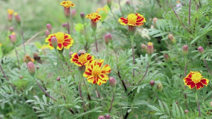 蜜蜂采蜜鲜花野花