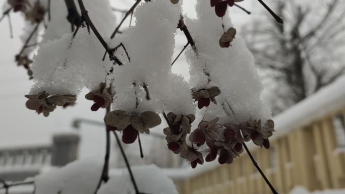 冬天农村大树田野冬天的雪