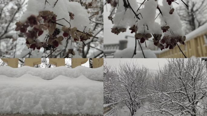 冬天农村大树田野冬天的雪