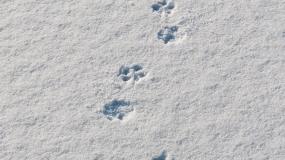 雪地动物视频素材下载 雪地动物ae模板下载 Vj师网
