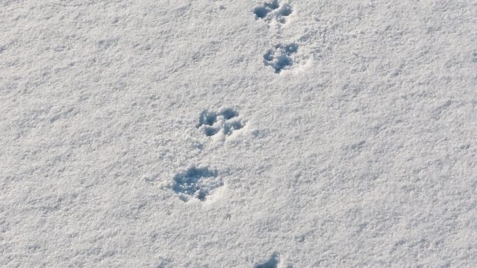 雪地上动物足迹