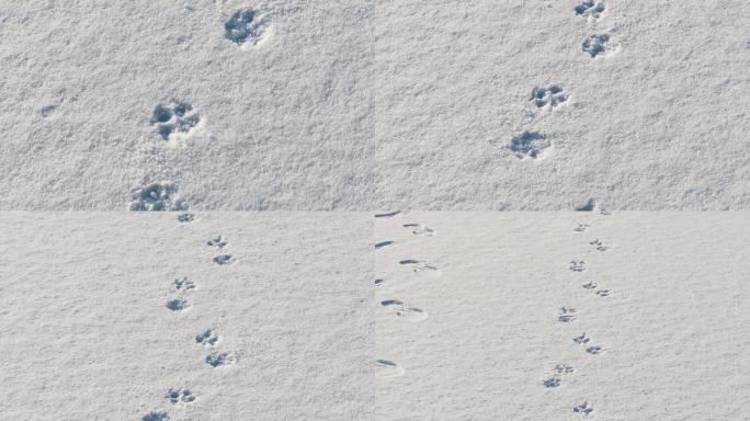 雪地上动物足迹