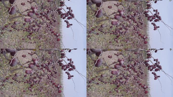 新疆和田红枣地有机红枣树上干红枣