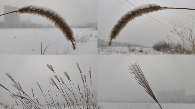 冬天下雪狗尾巴草田野冬天的雪