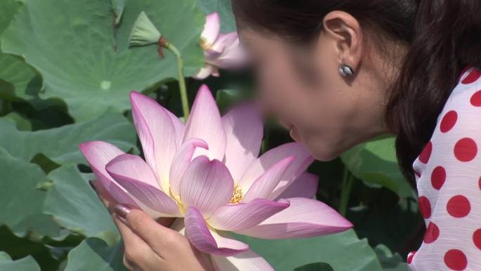 美女赏荷花摄影