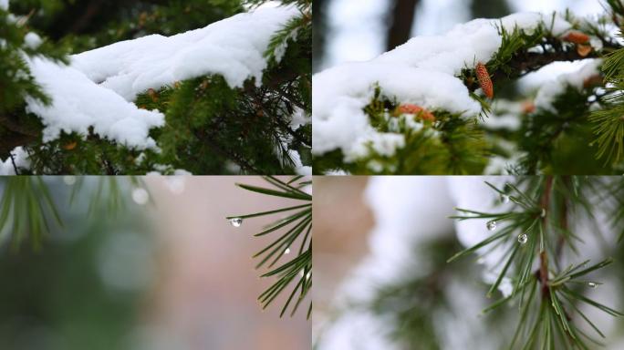 瑞雪、松