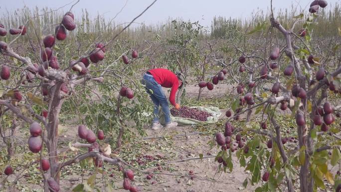 新疆和田红枣种植有机新疆红枣采摘