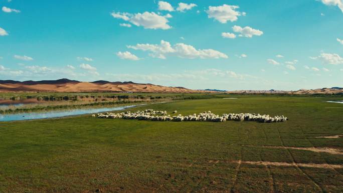 草原沙漠湖羊群