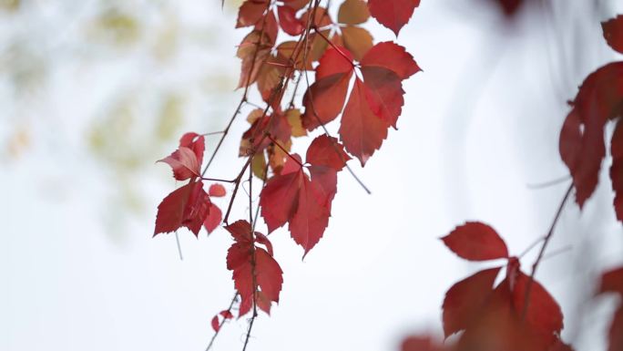 【高清实拍】高清拍摄红色秋叶