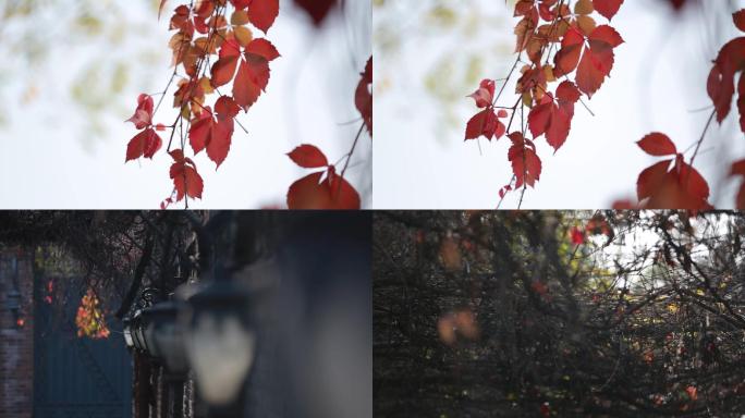 【高清实拍】高清拍摄红色秋叶