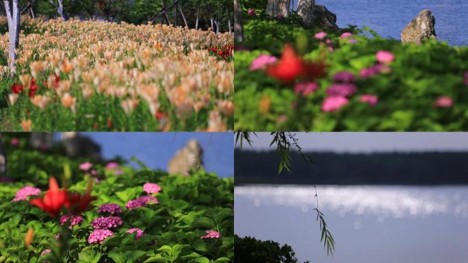 花丛鲜花五颜六色的花百合花高清实拍