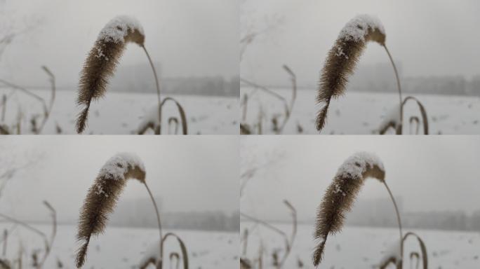 冬天下雪狗尾巴草田野冬天的雪