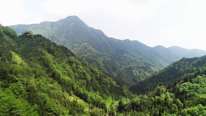 绵竹汉旺山区森林航拍