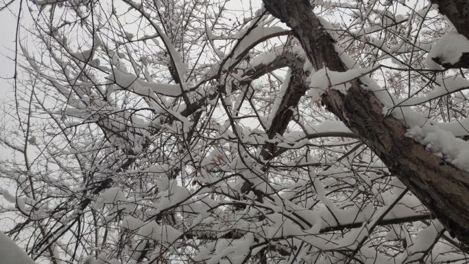 冬天雪后出行防滑链大树冬天的雪
