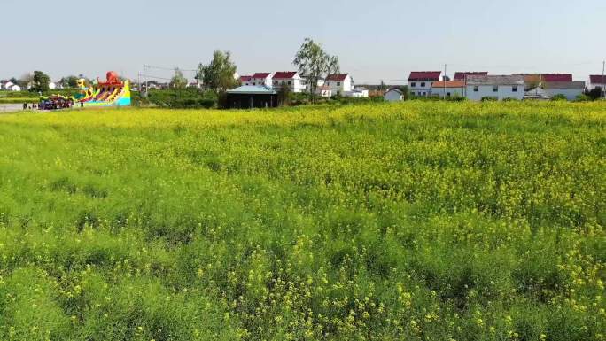 油菜花田田园风光高清航拍素材