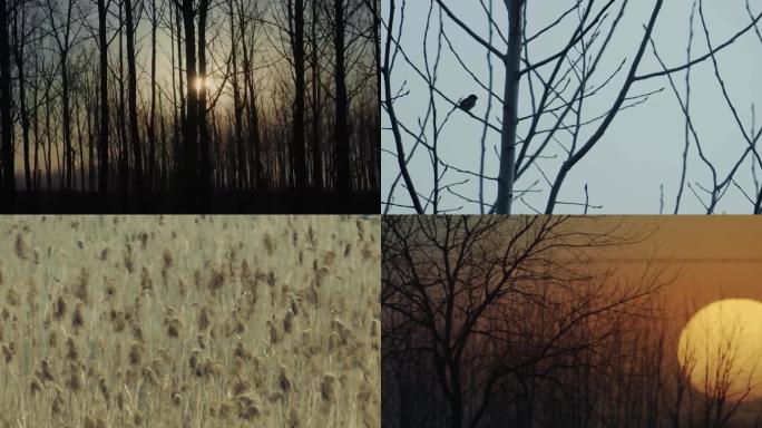 冬日阳光-树林-枯草