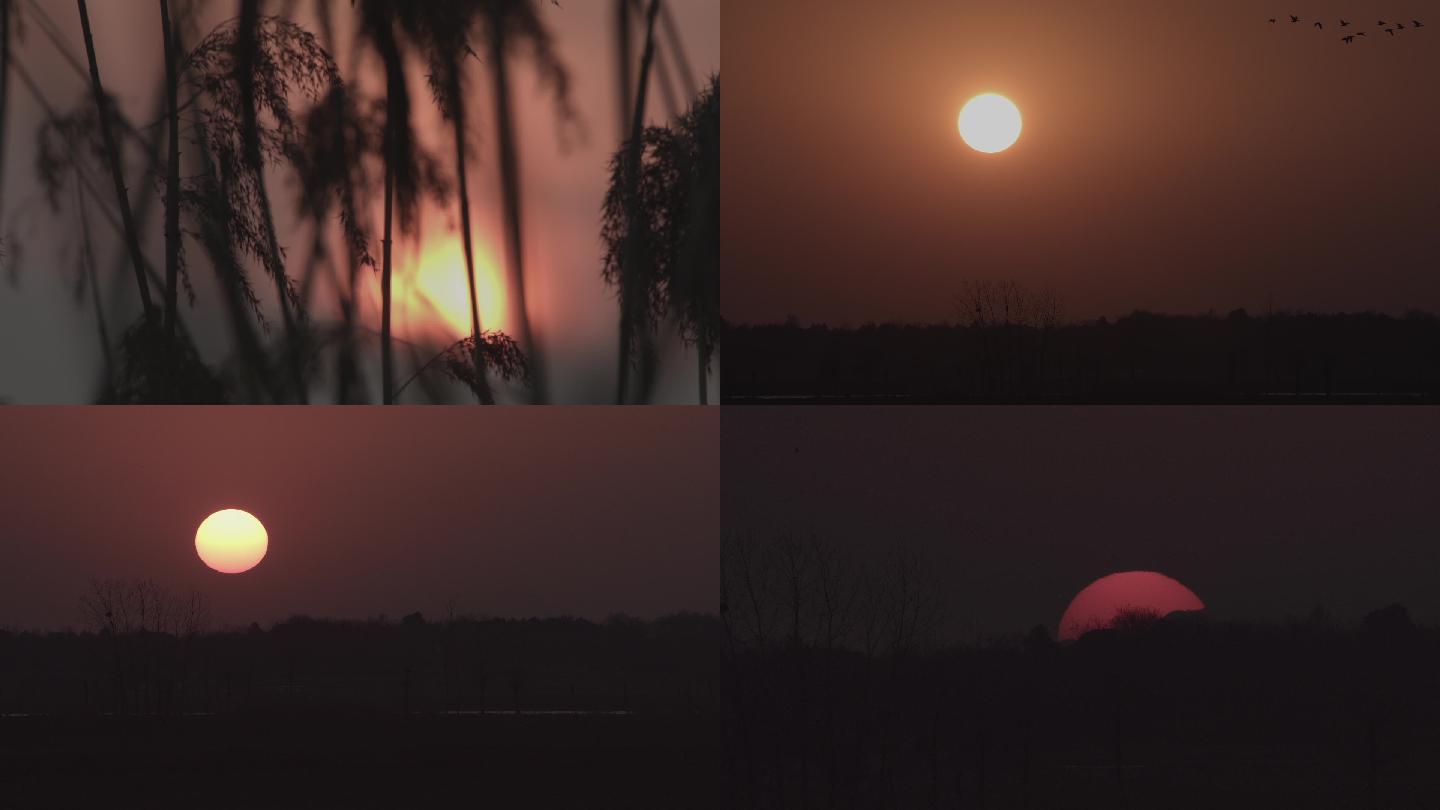 湿地岸边芦苇夕阳日落飞鸟湿地美景空镜头