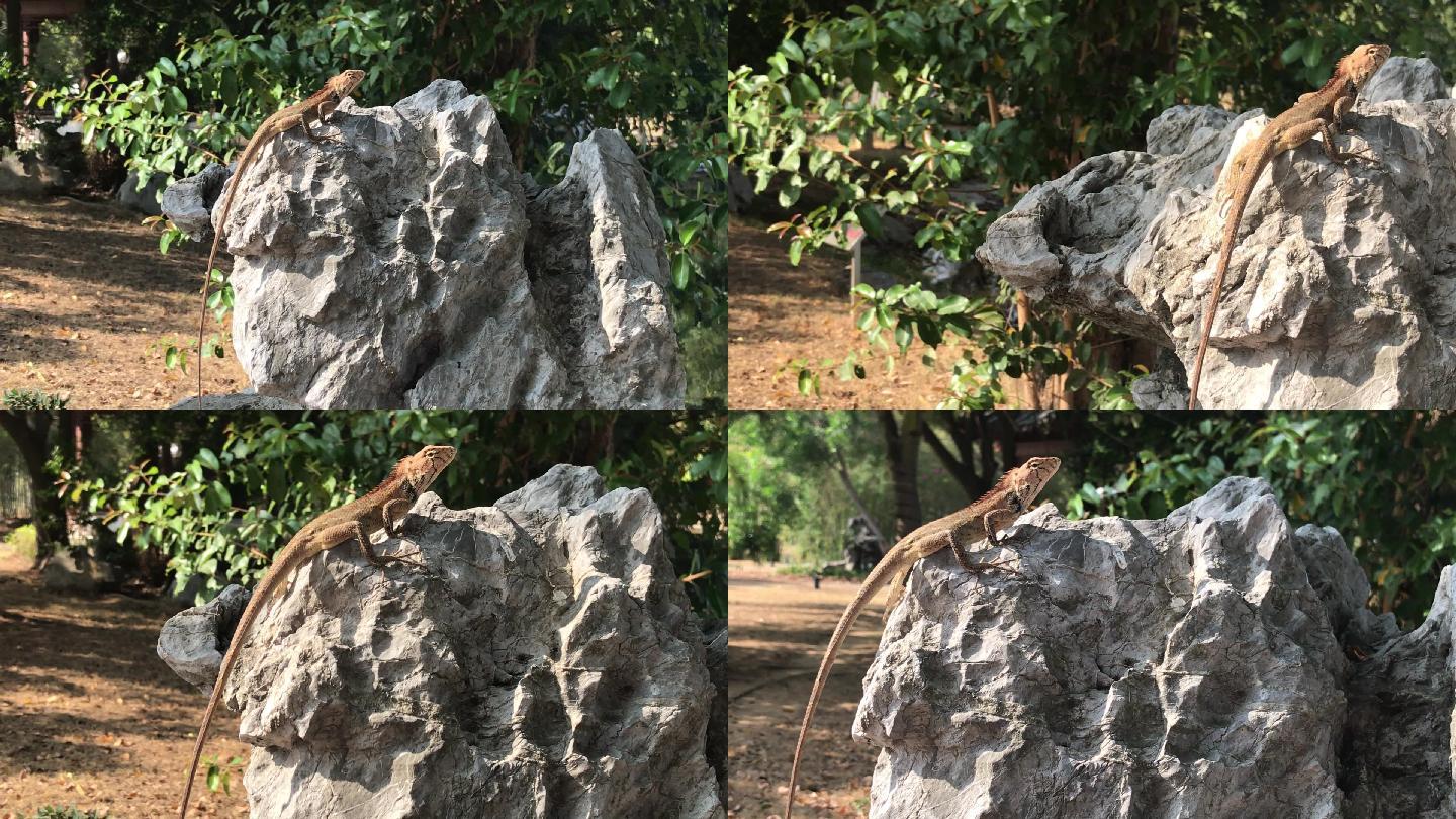 户外写实石头上的蜥蜴
