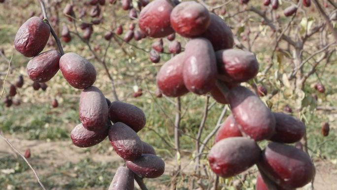 新疆和田红枣采摘有机红枣沙漠