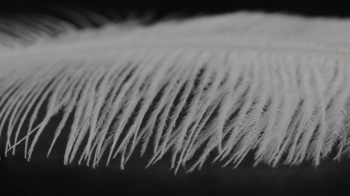 【4K】缓慢旋转的洁白羽毛12