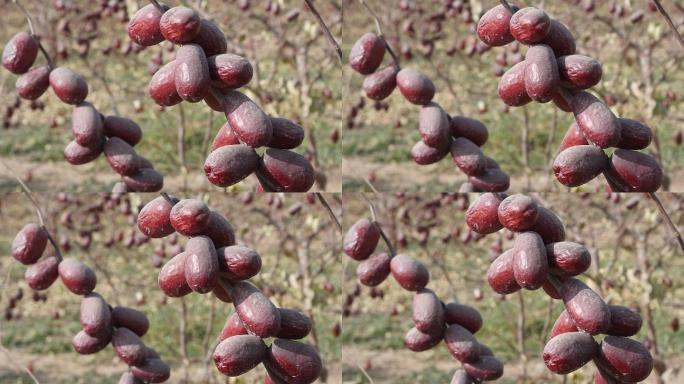 新疆和田红枣采摘有机红枣沙漠