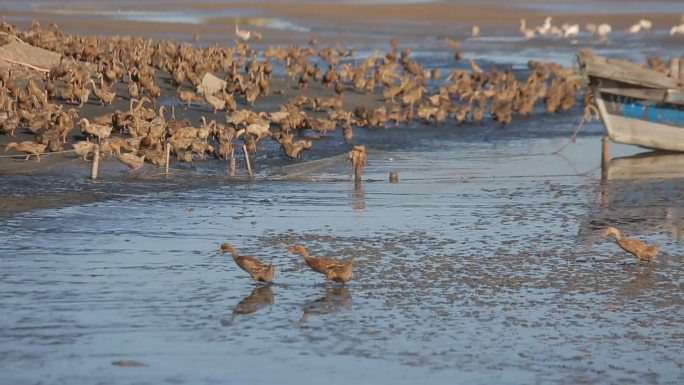 威海海边沙滩海鸭子实拍