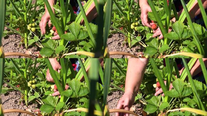 摘草莓草莓园水果野生红色草莓