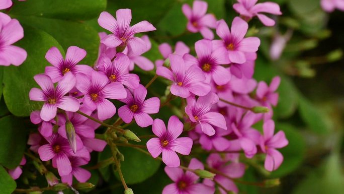 蜜蜂采花蜜特写