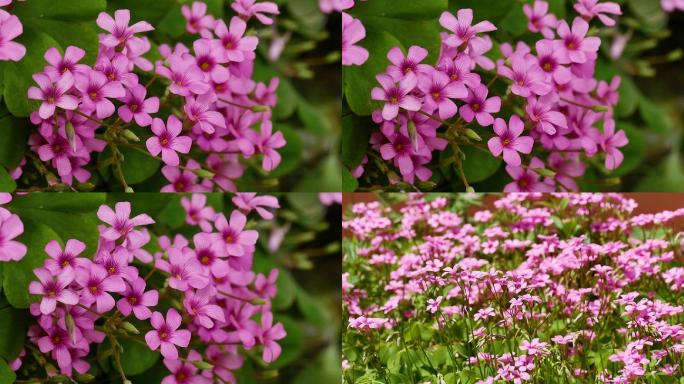 蜜蜂采花蜜特写